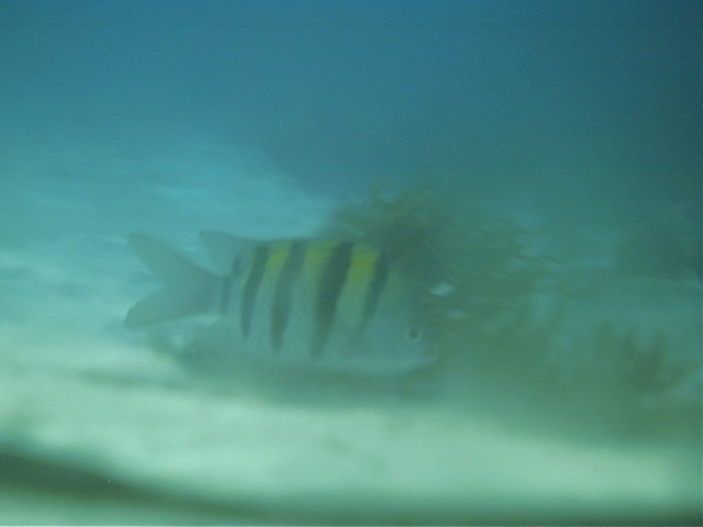 IMAG0109.JPG