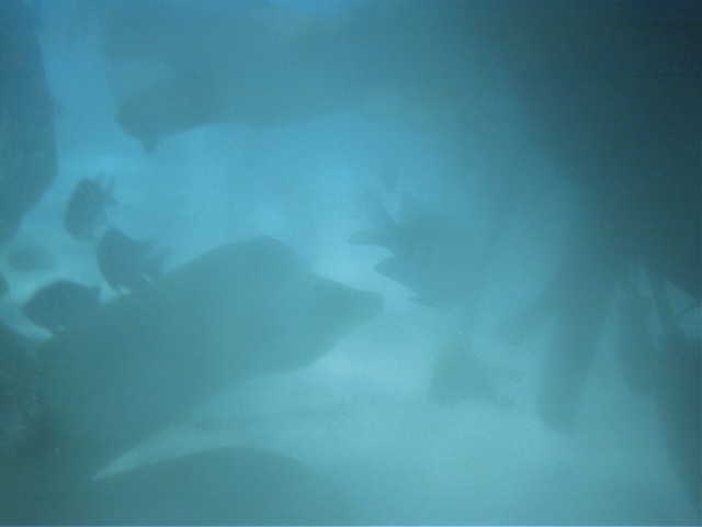 IMAG0113.JPG