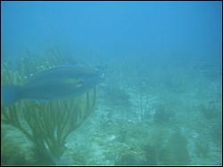 IMAG0083.JPG