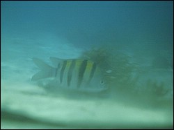 IMAG0109.JPG