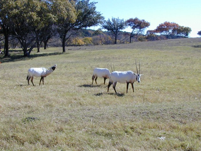 92120071.JPG