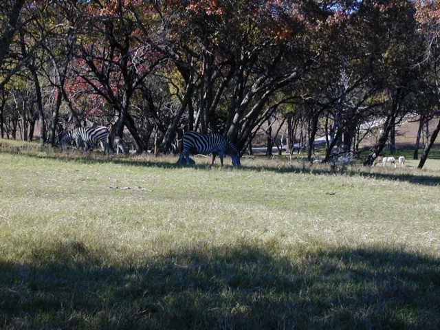 92120078.JPG