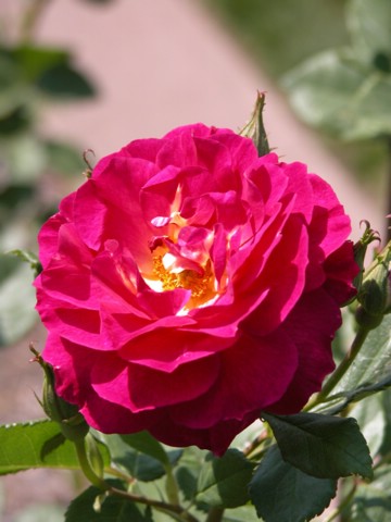 DSCN0049.JPG