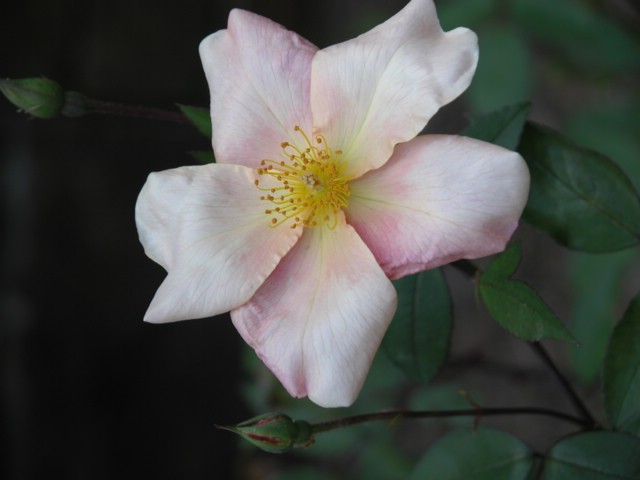 DSCN0050.JPG