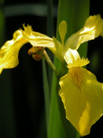 DSCN0052.JPG
