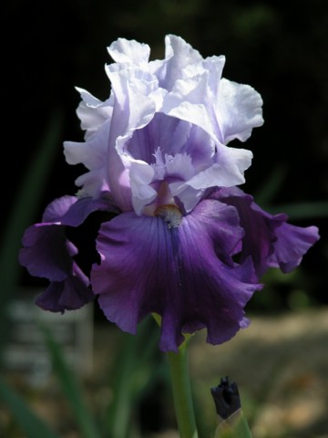 DSCN0060.JPG