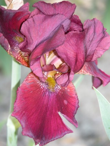 DSCN0062.JPG