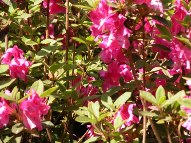 DSCN0063.JPG