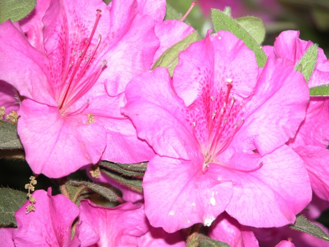 DSCN0066.JPG