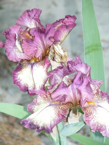 DSCN0068.JPG