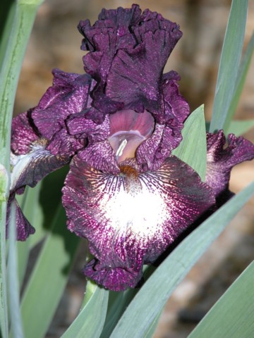 DSCN0069.JPG