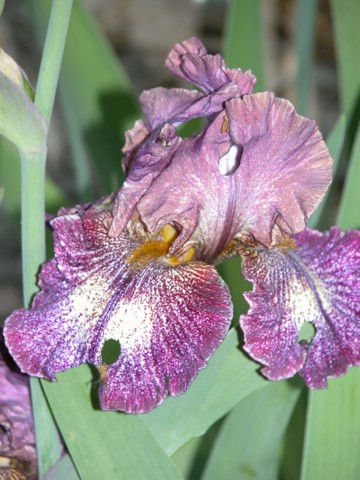 DSCN0072.JPG