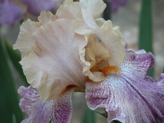 DSCN0076.JPG