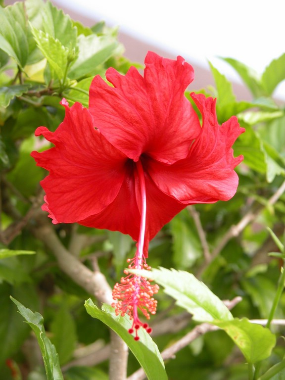 DSCN0278.JPG