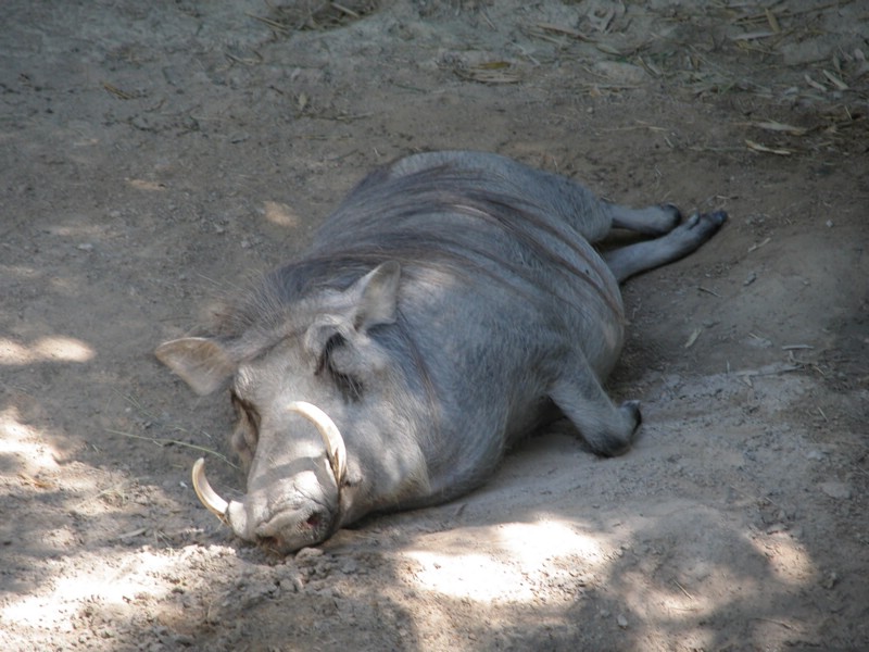 DSCN0721.JPG