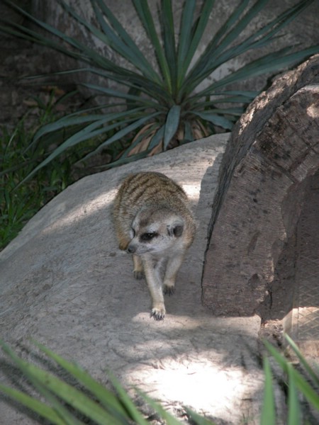 DSCN0732.JPG