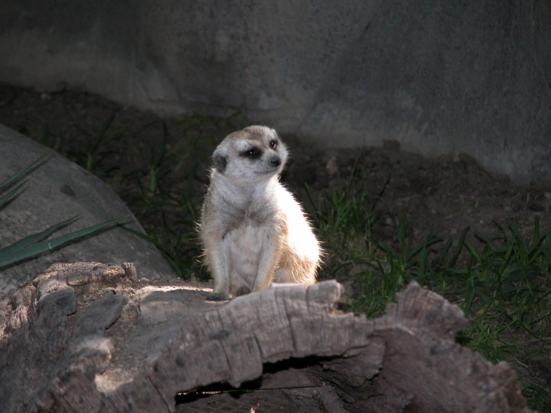 DSCN0736.JPG