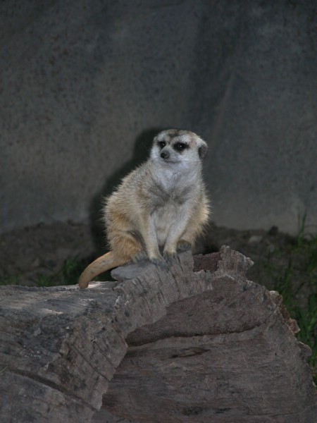 DSCN0738.JPG