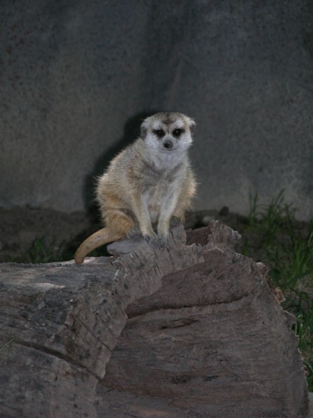 DSCN0739.JPG