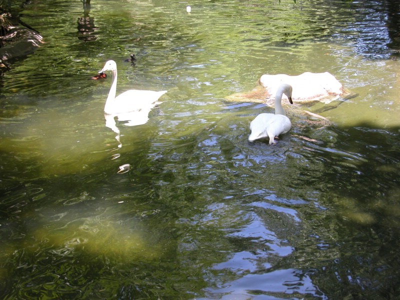 DSCN0801.JPG