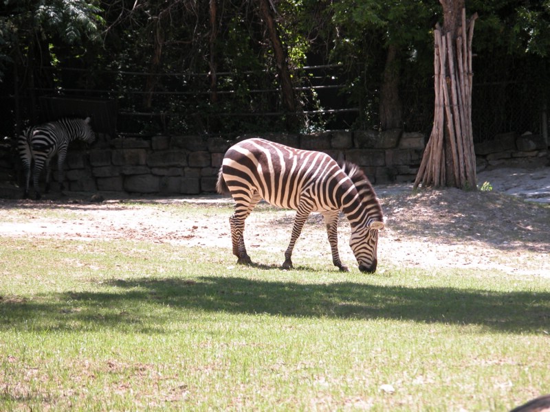 DSCN0805.JPG
