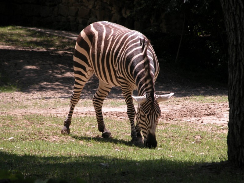 DSCN0806.JPG
