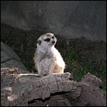 DSCN0736.JPG
