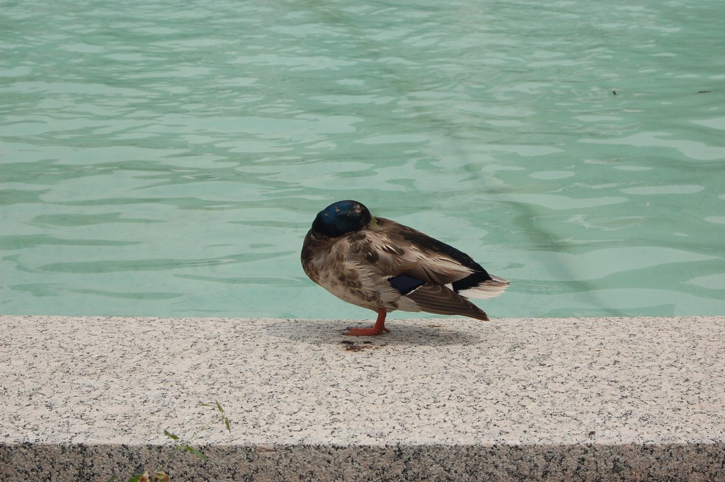 DSC_0037.JPG