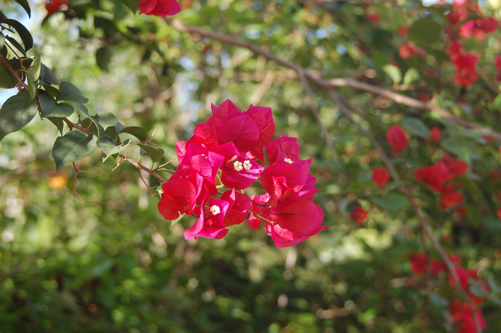 DSC_0060.JPG