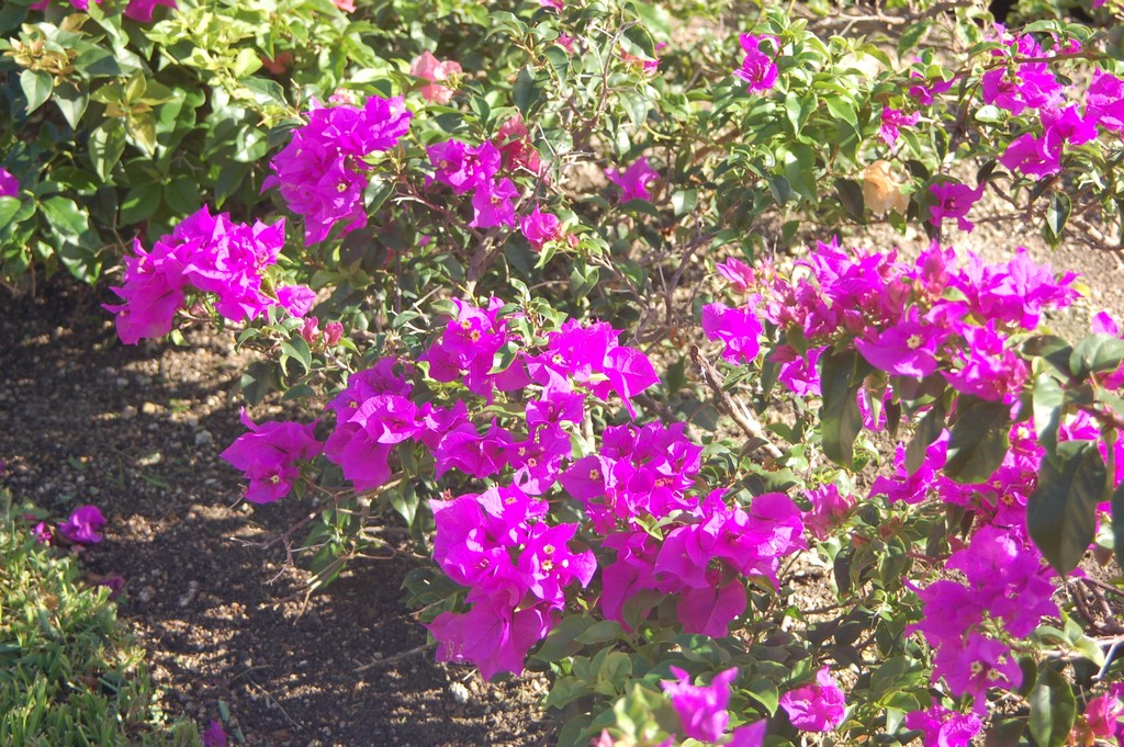 DSC_0078.JPG
