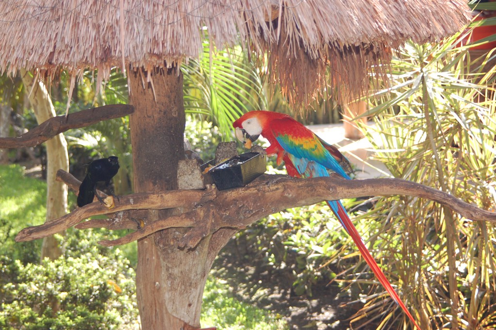 DSC_0087.JPG