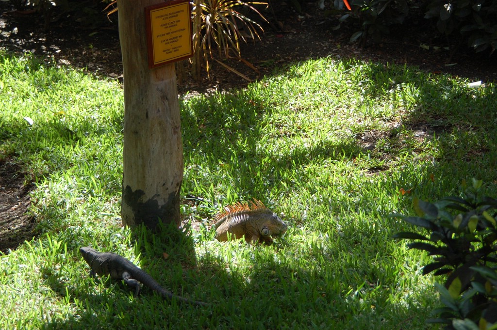 DSC_0089.JPG