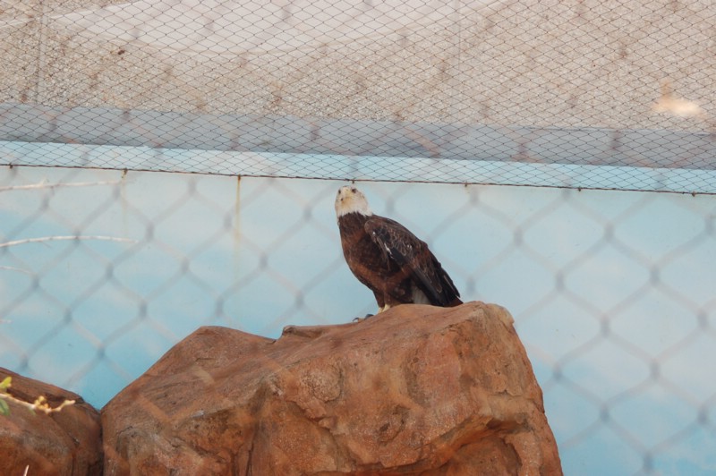 DSC_0081.JPG