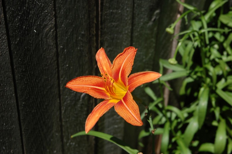 DSC_0136.JPG