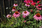 DSC_0131.JPG