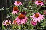 DSC_0132.JPG
