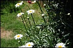 DSC_0135.JPG