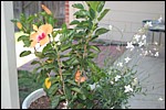DSC_0141.JPG