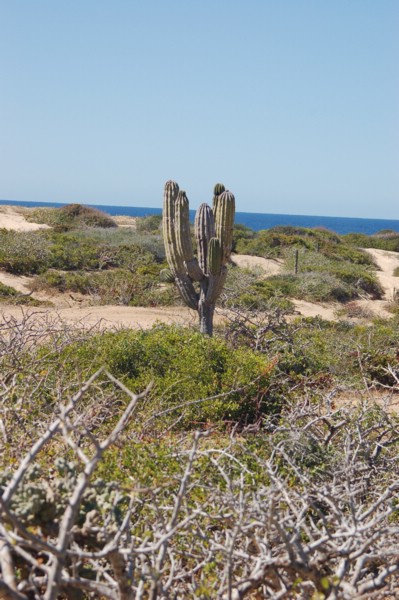DSC_0100.JPG