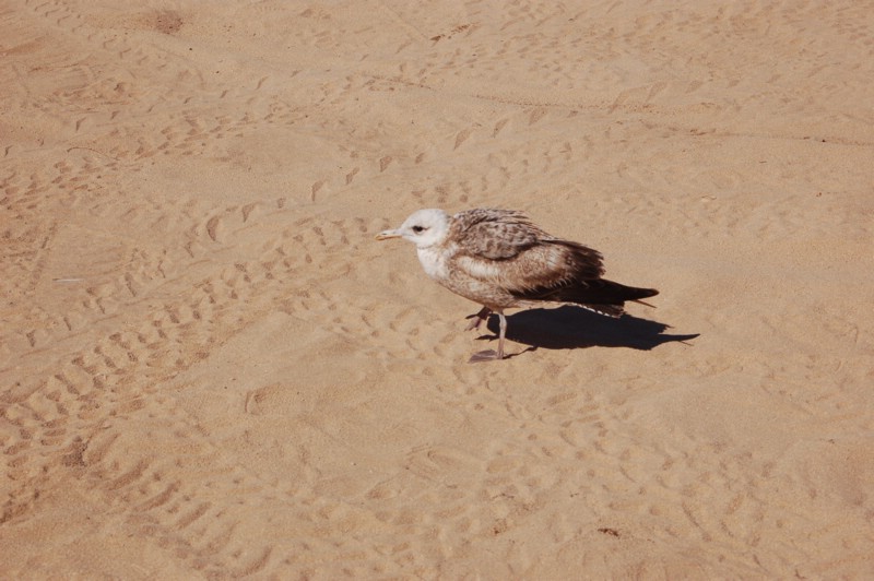 DSC_0128.JPG
