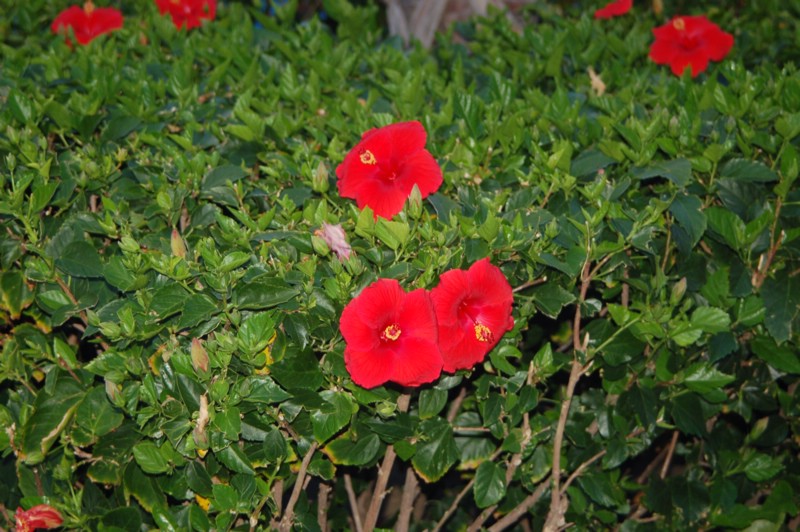 DSC_0149.JPG