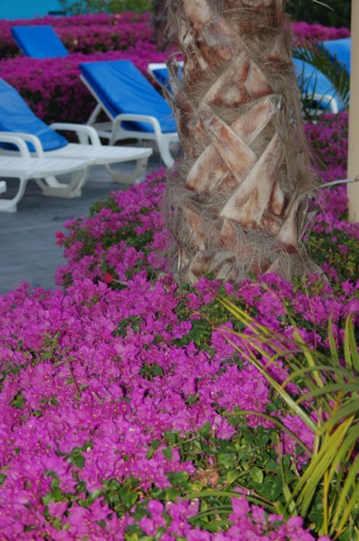 DSC_0157.JPG