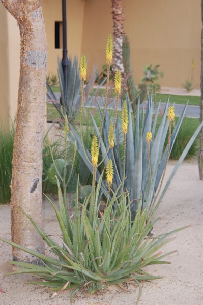 DSC_0165.JPG