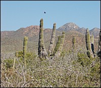 DSC_0094a.jpg