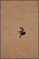 DSC_0127.JPG