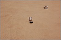 DSC_0129.JPG