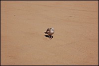 DSC_0130.JPG