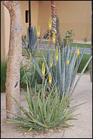 DSC_0165.JPG