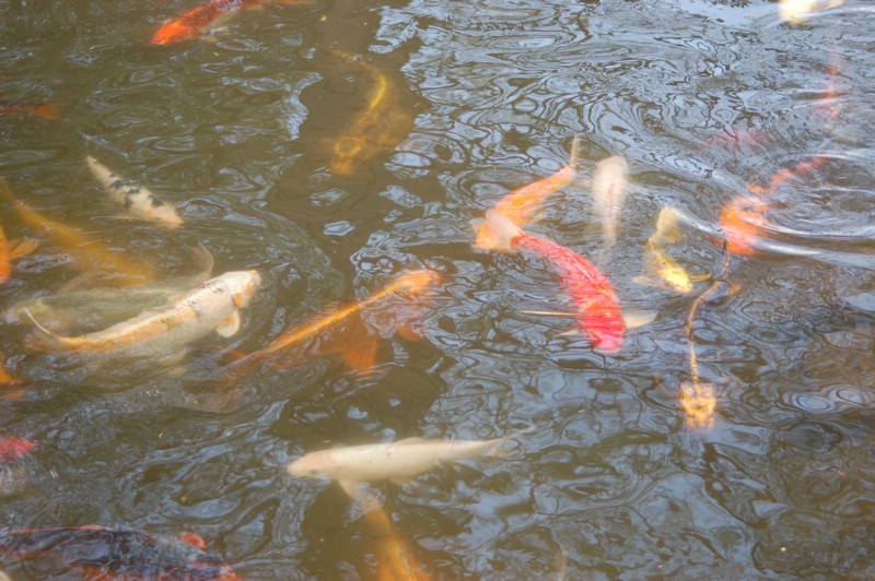 DSC_0046.JPG