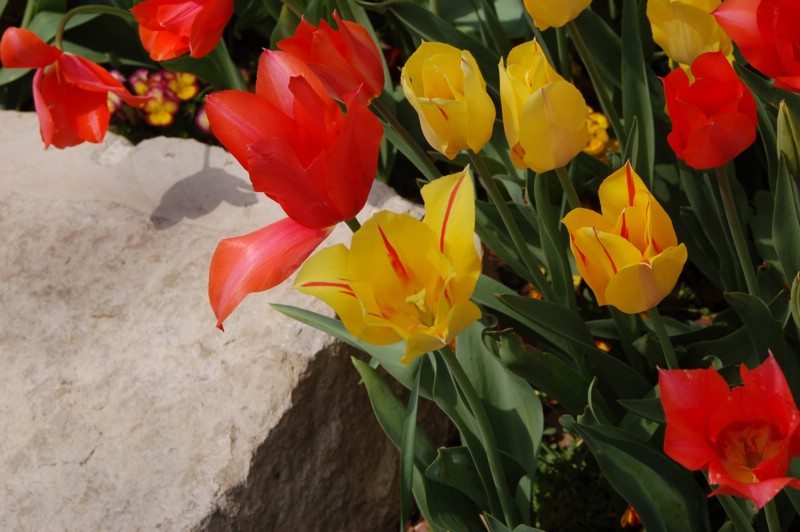 DSC_0078.JPG